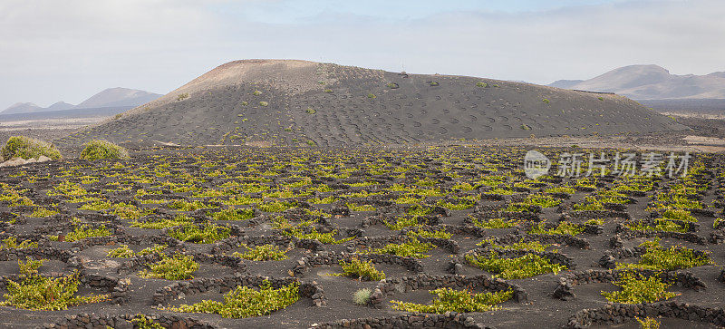 La Geria火山葡萄酒谷